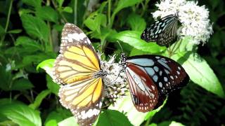 preview picture of video 'Butterfly Garden @ Kashihara City Insectarium, Nara Japan 2009/11/04 DMC-TZ7(ZS3) AVCHD Lite'