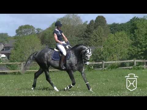 Holsteiner Stute Doretta von Casall - Dolany - Calypso II