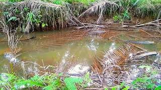 Download lagu mancing gokil pakdeblo mp3 Download lagu mancing gokil pakdeblo mp3