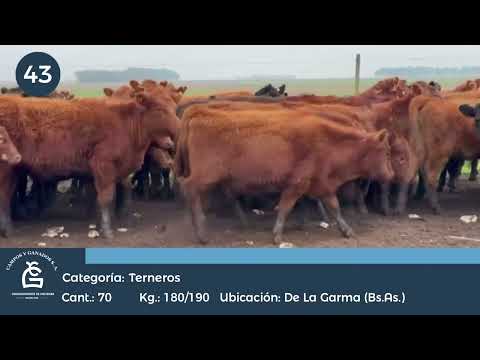 Lote Hembras - De la Garma Bs As