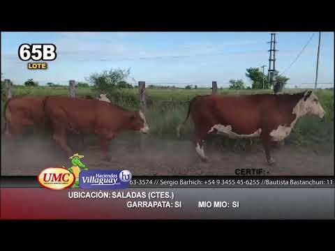Lote 61 Vacas y Novillos en Saladas, Ctes