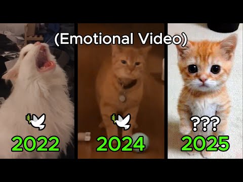 10 Famous Cat Memes We’ve LOST 😢💔