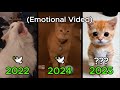 10 Famous Cat Memes We Ve LOST