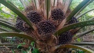 Download lagu Panen kelapa sawit pokok rendah Buah super banyak 3 Kali  sebulan? mp3
