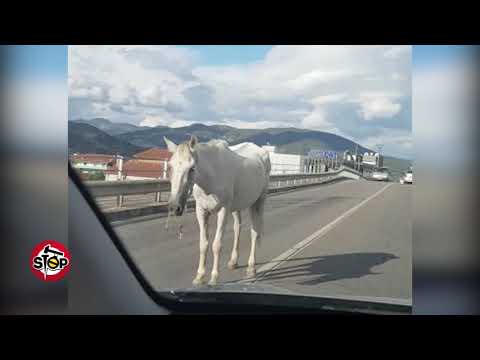 Stop - Hitparade i absurdit shqiptar 7 shtator 2018