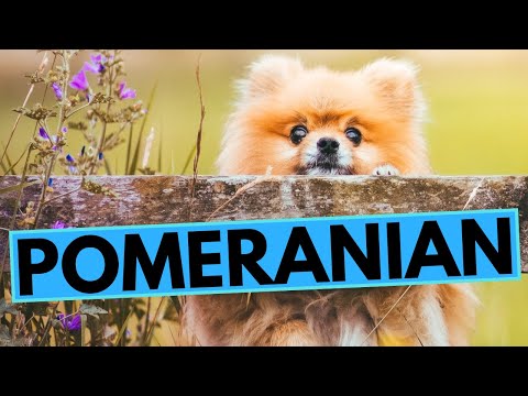Pomeranian Dog Breed - Facts and Information - All you Need to Know
