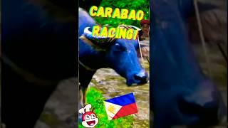 Download lagu You’ve NEVER Seen Carabao Racing Like THIS! 🇵🇭🔥 #shorts mp3