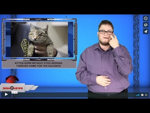 Kitten born without eyes seeking forever home for the holidays (12.14.19)