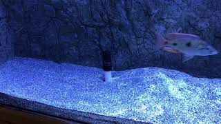 You want ZERO Detritus and fish waste in you aquarium?