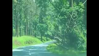 preview picture of video 'Tholpetty wildlife sanctuary, Wayanad, Kerala'