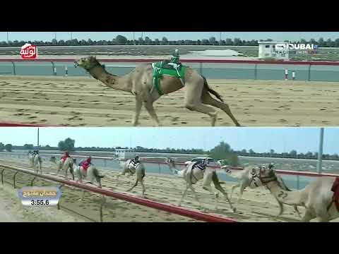  ش 6 (والم) لـ هجن البشاير 9:07:1 , تأهيل المرموم 2026/03/05 ايذاع 