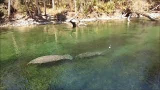 Manatees along Spring Run Boardwalk in Blue Spring State Park, Florida.