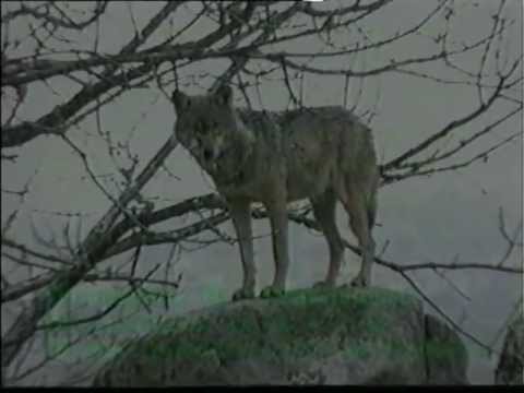 Vídeo: Curtametraxe sobre o conto «Os lobos» (<cite>Á lús do candil</cite>, 1953) [18´ 03´´]