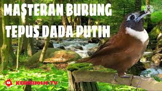 Download lagu MASTERAN BURUNG TEPUS DADA PUTIH JERNIH GEMERICIK AIR mp3 Download lagu MASTERAN BURUNG TEPUS DADA PUTIH JERNIH GEMERICIK AIR mp3