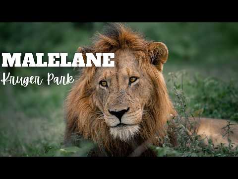 Kruger National Park | Malelane | Summer in the South
