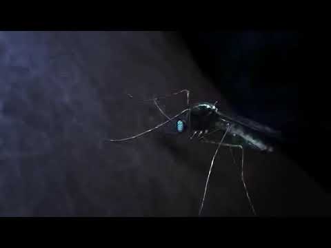 Lifecycle of a Plasmodium virus | malaria causing virus | Learn through animated videos