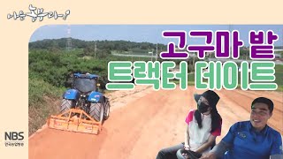 [나는농부다 217회] 고구마 부부의 고구마밭 트랙터 데이트