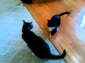 Cat Fight Simon And Tux