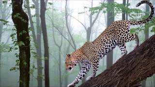 Jungle rhythm (Safiirit)