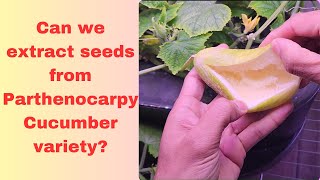 Can we extract seeds from a parthenocarpy cucumber variety? #hydroponics #aerogarden