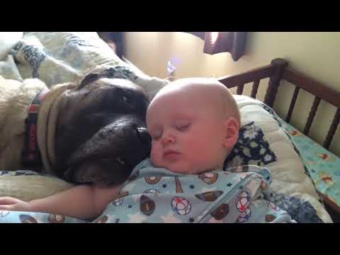 Top 10 des chiens drôles