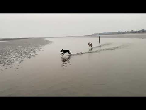 Update on GOLU | Board and train program graduate