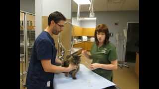 How to give a cat an injection