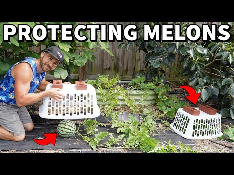 The Easy, Cheap Way To PROTECT MELONS From Animals