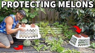Download lagu The Easy, Cheap Way To PROTECT MELONS From Animals mp3