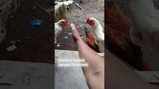 Download lagu Sesama Sodara Jangan Berantem mp3