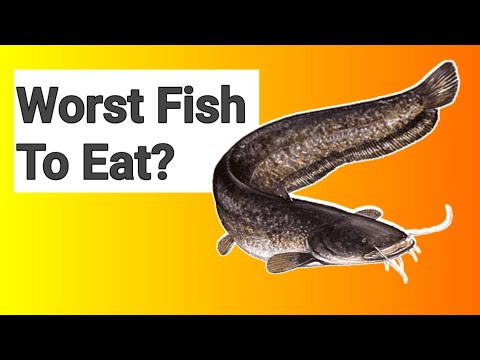 Is Catfish good to eat? - Health Benefits of Eating Catfish