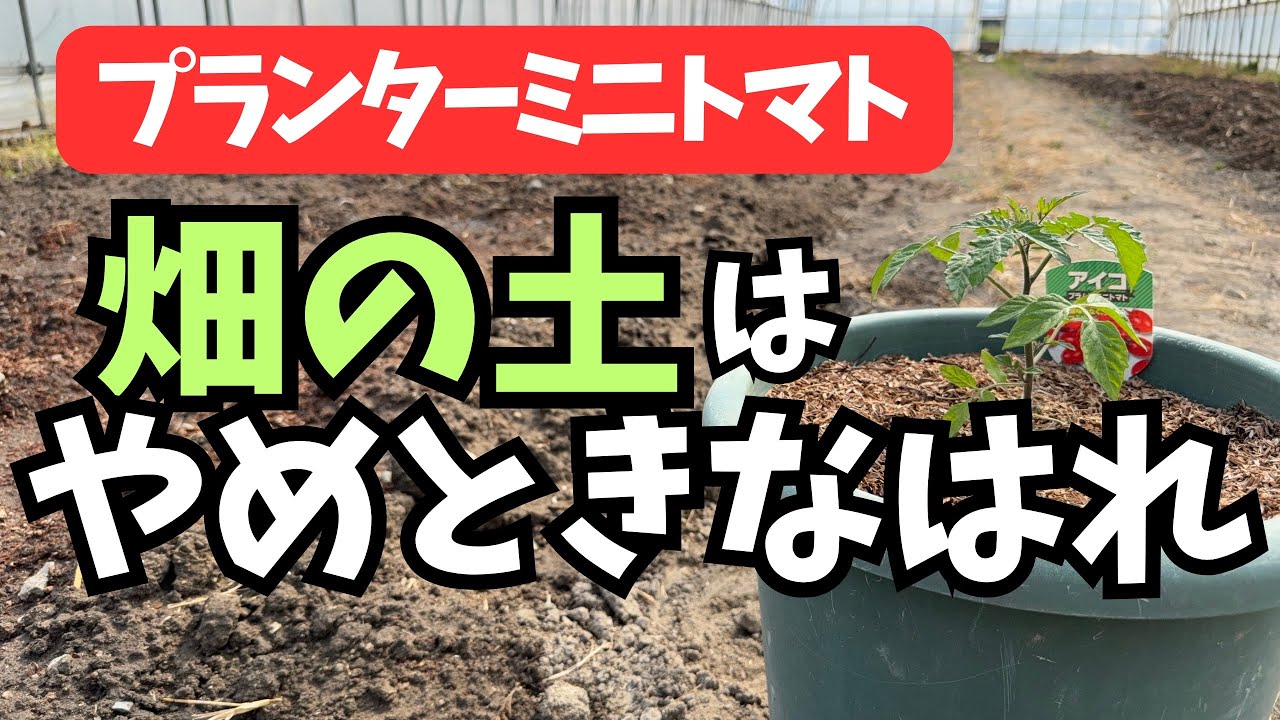 【プランターミニトマト】畑の土を使ってはいけない理由