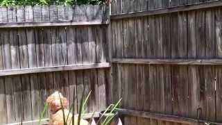 Thrill is in the Chase