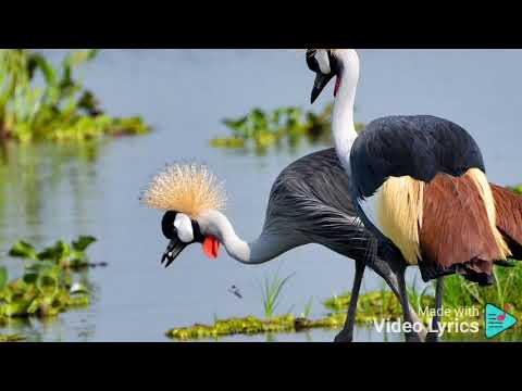 Bwaba Afuga by stream of life choir Kennedy Secondary school