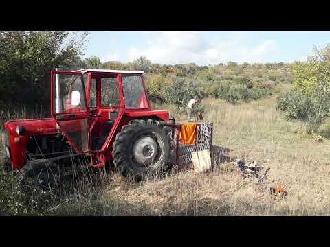 Priprema maslinika za berbu maslina