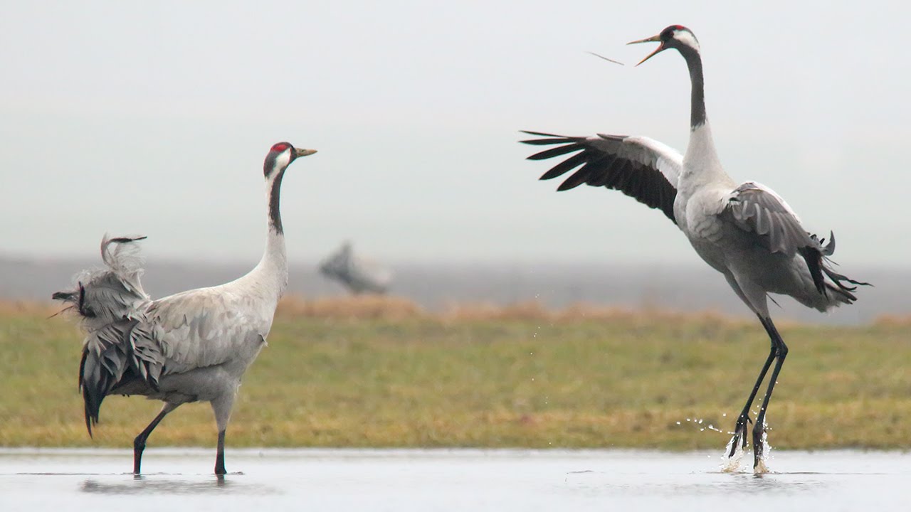 Common Cranes bird dance