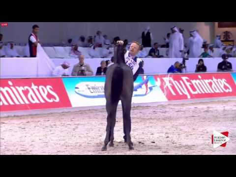 N.156 AL ARYAM SARI - Dubai 2016 - Yearling Colts (Class 9 A)
