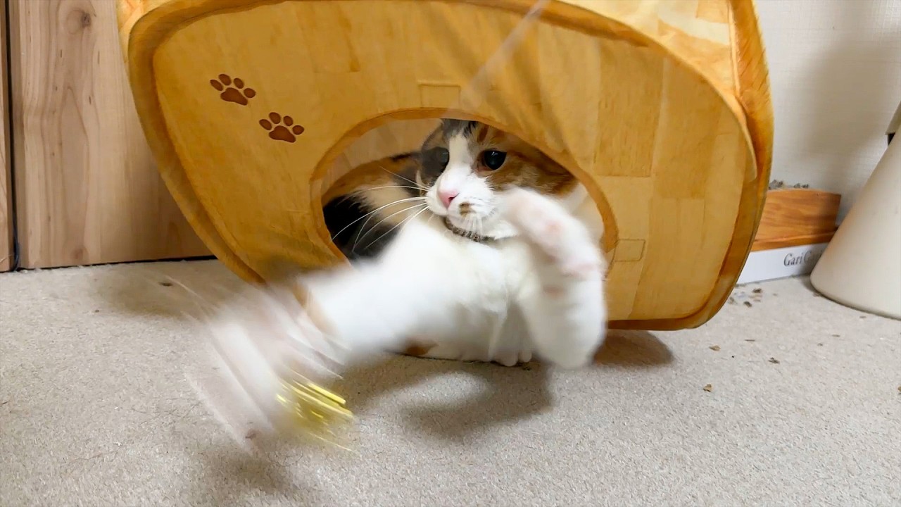 飼い主と2人きりになった瞬間、暴れん坊の大暴走する三毛猫がこちらです