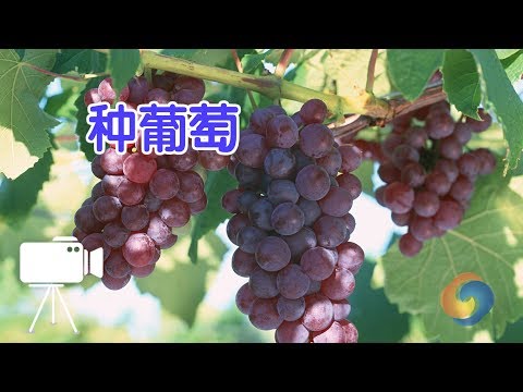 種葡萄