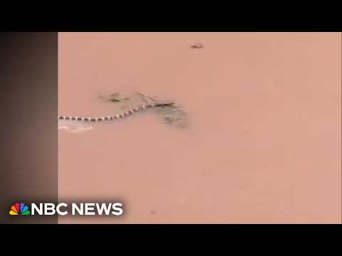 Hundreds of snakes loose in China after typhoon