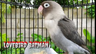 Download lagu LOVEBIRD BATMAN FIGHTER Mancing lovebird lain ikut bunyi Ngetik & Ngekek panjang mp3 Download lagu LOVEBIRD BATMAN FIGHTER Mancing lovebird lain ikut bunyi Ngetik & Ngekek panjang mp3