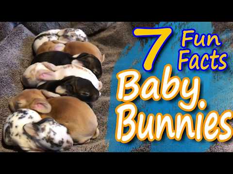 , title : 'Fun Facts: Cute Funny Newborn Baby Bunny Rabbits Video'