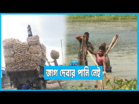 ফলন ভালো তবুও লোকসানের মুখে পদ্মা পাড়ের পাটচাষীরা