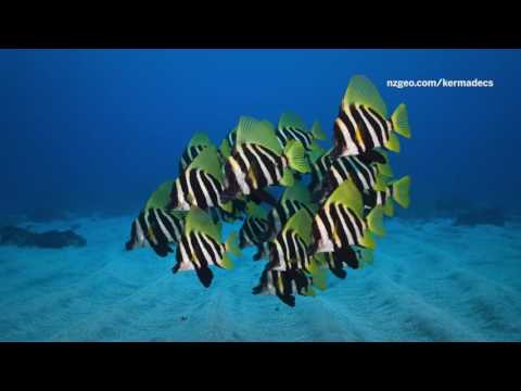 Foco especial: Santuário Oceânico Kermadecs