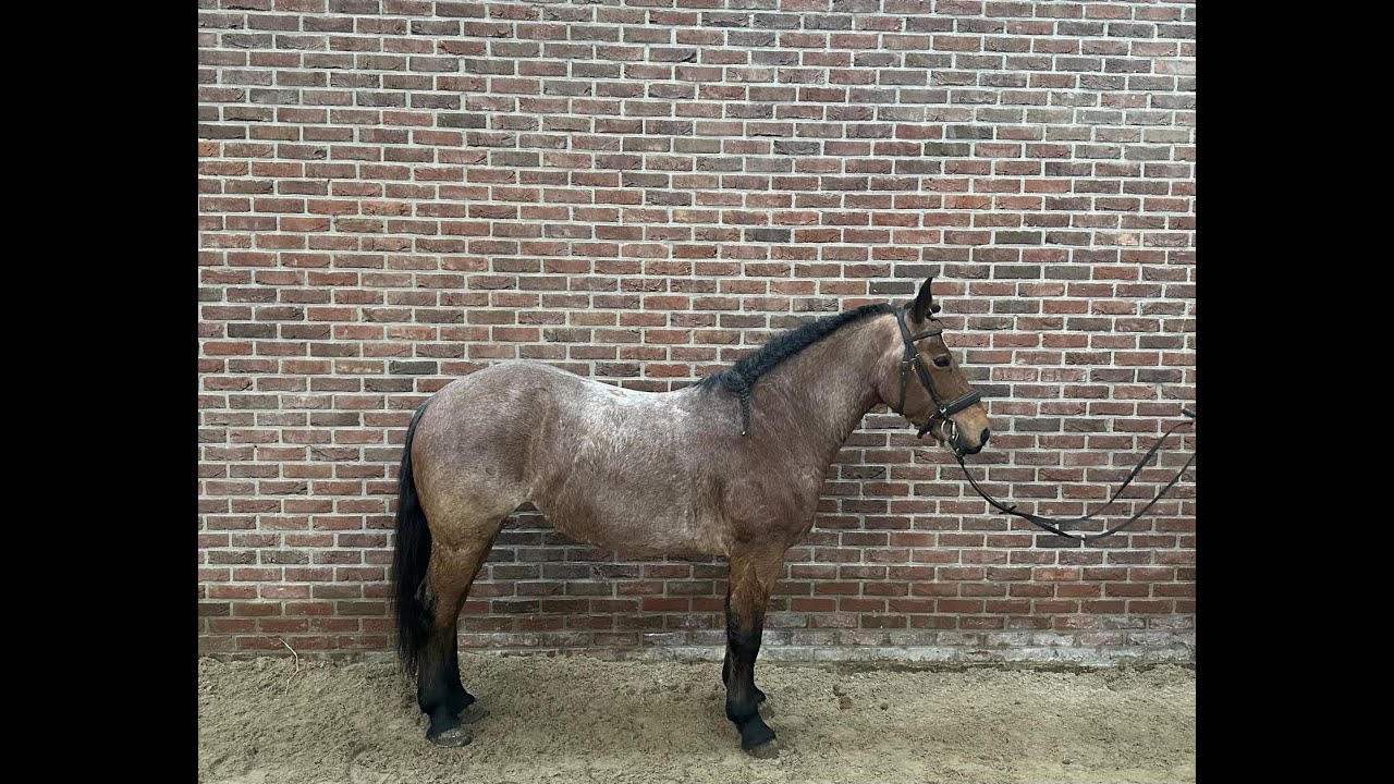 Zafi ☆ (UNKNOWN x UNKNOWN) video 1