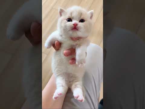 Les bébés animaux les plus mignons du monde !