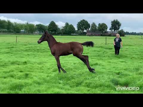 Rudianos: LUIGI D´ECLIPSE x QUASIMODO Z