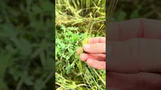 No-till cover crop management with a roller-crimper #organicfarming #shorts