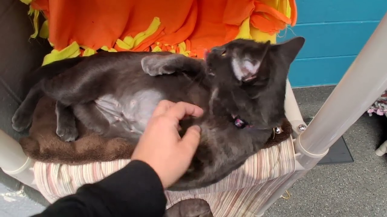 Enlarge Misty, a Adoptable Domestic Short Hair in Lansing, MI video 3/3