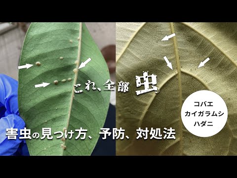 植物の中の小さな白い虫は何ですか?何が彼らを惹きつけるのでしょうか？それらを解消するための4つの自然療法  庭園
